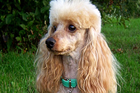 marlo