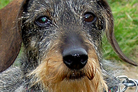 marlo