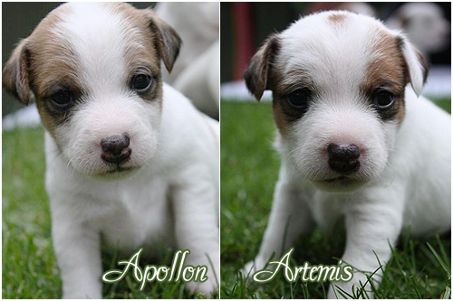 artemis